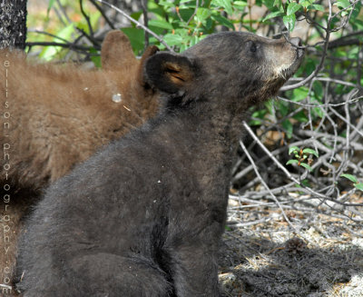 Black bear cubs (one black, one cinnamon)