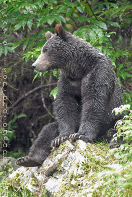 Grizzly Bear near Fish Creek