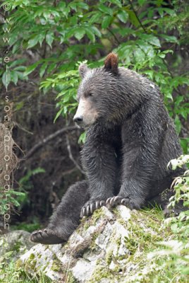 Grizzly Bear near Fish Creek