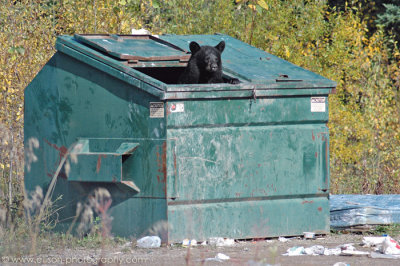 Homeless Black Bear