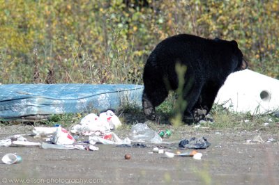 Homeless Black Bear