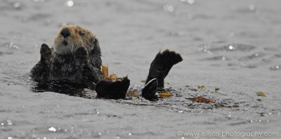 Sea Otter