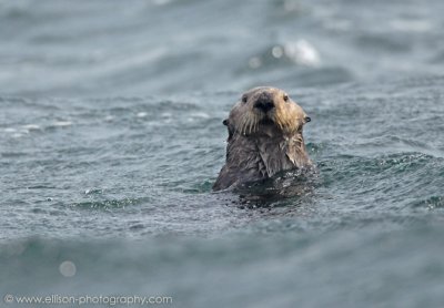 Sea Otter