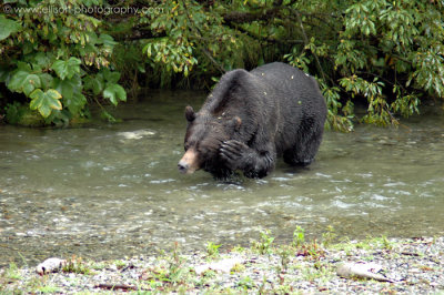 Grizzly Bear at Fish Creek
