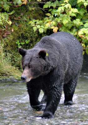 Grizzly Bear at Fish Creek