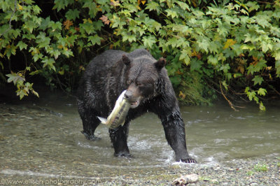 Grizzly Bear at Fish Creek