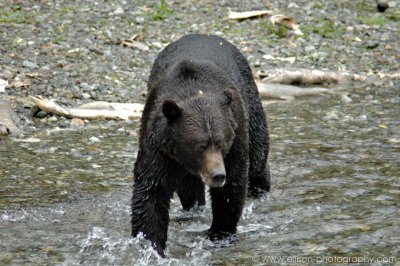 Grizzly Bear at Fish Creek