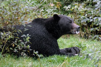 Grizzly Bear at Fish Creek