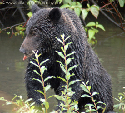 Grizzly Bear at Hannah Creek