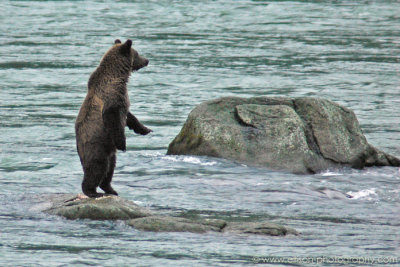 Grizzly Bear cub at Chilkoot River