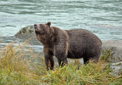 Grizzly Bear sow at Chilkoot River