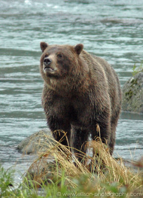 Grizzly Bear sow at Chilkoot River