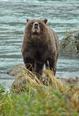 Grizzly Bear sow at Chilkoot River