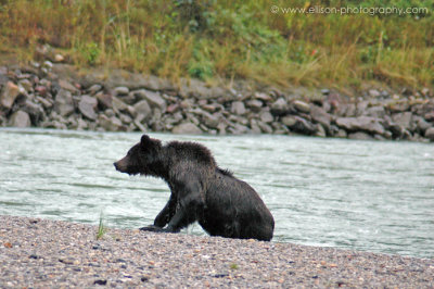Grizzly Bear near Skagway campground