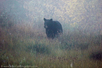 Black Bear in the mist