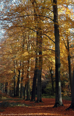 Autumn colours in the Mastbos