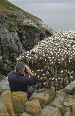 Studying the gannets