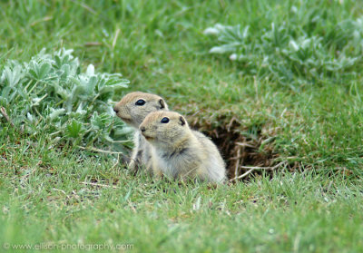 Richardson's Ground Squirrels