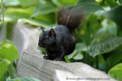 Black Squirrel in Stanley Park