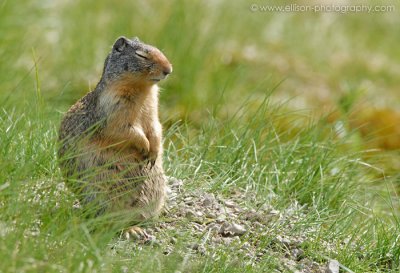 Columbian Ground Squirrel - catching the last few sunrays of the day