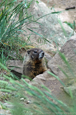 Kettle Valley Woodchuck