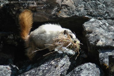 Hoary Marmot at Lake O'Hara