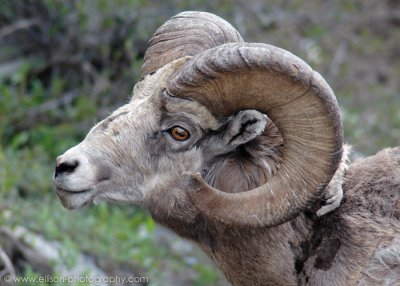 Bighorn Sheep