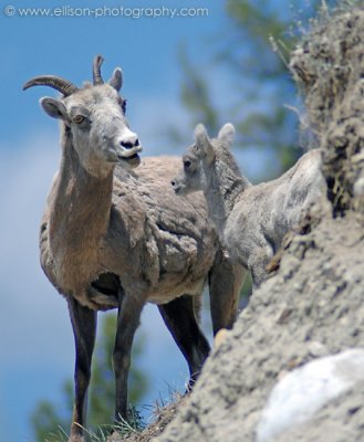Bighorn Sheep in the Bow Valley Parkway