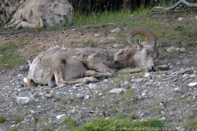 Bighorn Sheep near Lake Minnewanka