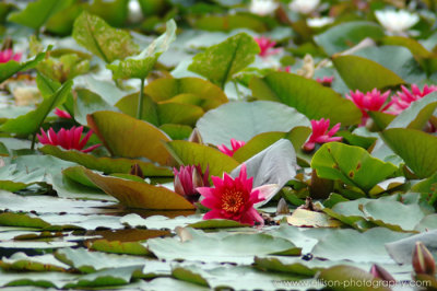 Water Lillies on Beaver Lake (Stanley Park)