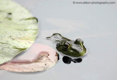 Frog in Beaver Lake (Stanley Park)