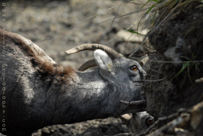 Stone Sheep