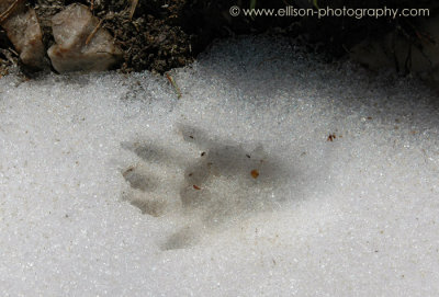 Hoary Marmot foot print