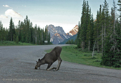 Moose licking minerals off the road