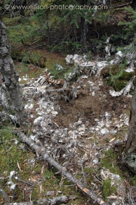 remains of a Mountain Goat on the Opabin Trail