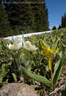 Glacier Lilies and Western Anemones