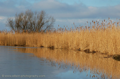 Oostvaardersplassen