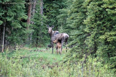 Moose cow and calf