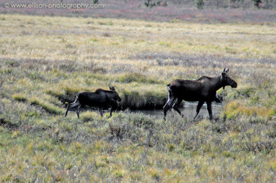 Moose cow and calf