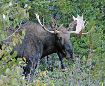 Bull Moose on Fortress Mountain