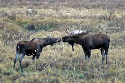 Kissing Moose