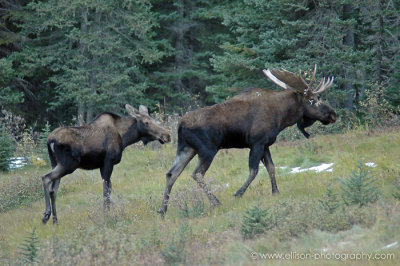 Moose flirtations