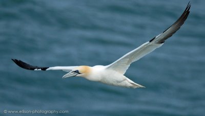 Welsh gannet