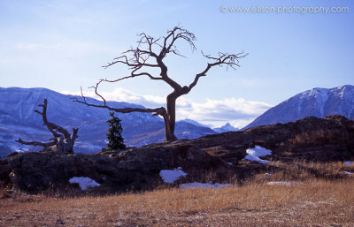 Burmis tree near Crowsnest Pass