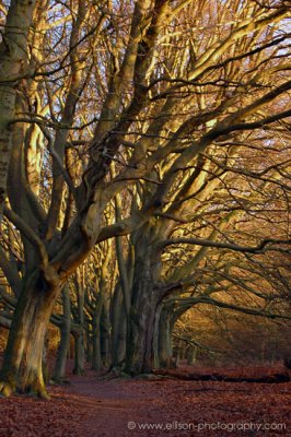 Amsterdamse Waterleiding Duinen