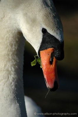 Amsterdamse Waterleiding Duinen