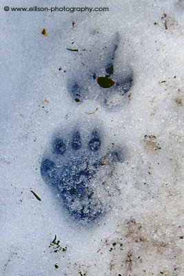 Hoary Marmot foot prints