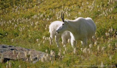 Mountain goats on the Opabin Plateau