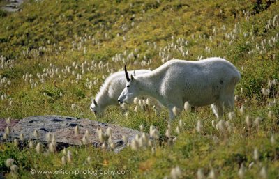 Mountain goats on the Opabin Plateau