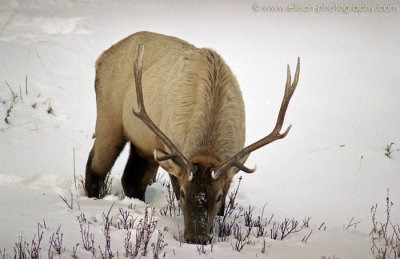 Elk in the Bow Valley Parkway